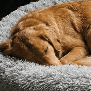 Camille R - Propriétaire d'un Labrador