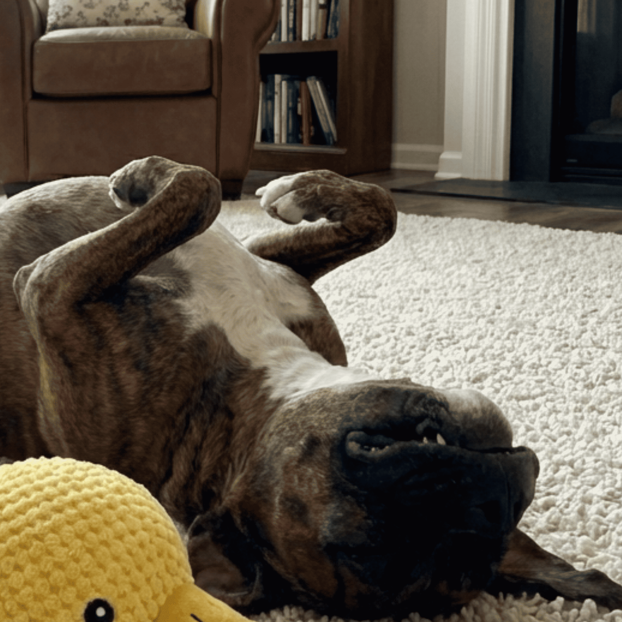 Avis par Lucas (Papa de Staffie)