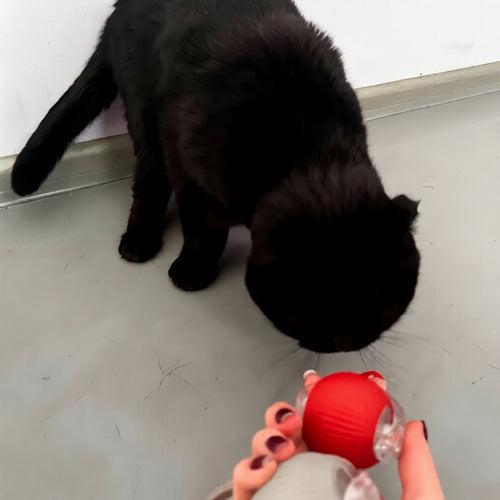 Balle Interactive pour Chat – Anti-Ennui & Automatique