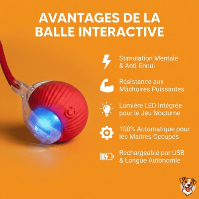 Balle Interactive pour Chat – Anti - Ennui & Automatique - PetouPet