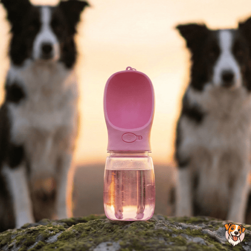 Gourde de Voyage Anti-Fuite pour Chien