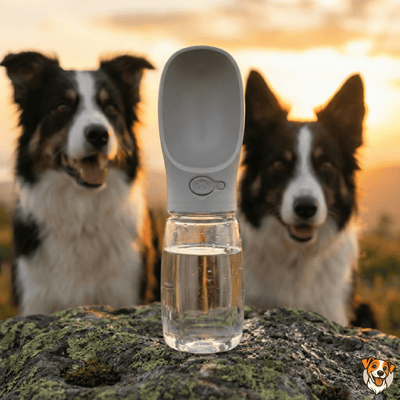 Gourde de Voyage Anti - Fuite pour Chien - PetouPet