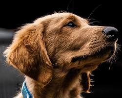 Mise en Place et Ajustement (Le Setup)